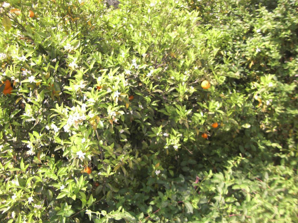 فندق Anthula Sun أرخانجلوس المظهر الخارجي الصورة
